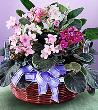 fleur,fleurs,fleuriste,fleuristes,florist,florists,plant,plants,plantes,plante,montreal,calgary,toronto,laval,longueuil,canada,quebec,winnipeg,edmonton,