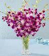 fleur,fleurs,fleuriste,fleuristes,florist,florists,plant,plants,plantes,plante,montreal,calgary,toronto,laval,longueuil,canada,quebec,winnipeg,edmonton,